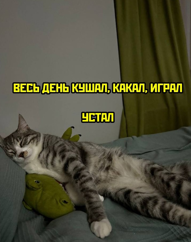 Весёлый полтишок 01.11.24