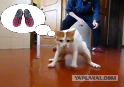 Кот и керлинг