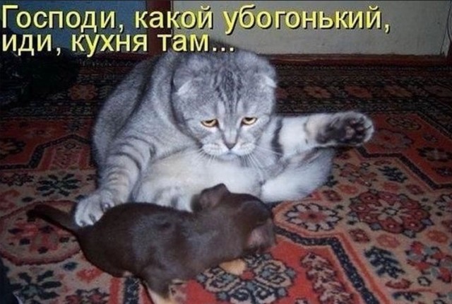 К котовторнику: подборка картинок-баянов с котиками и про котиков. Выпуск 12