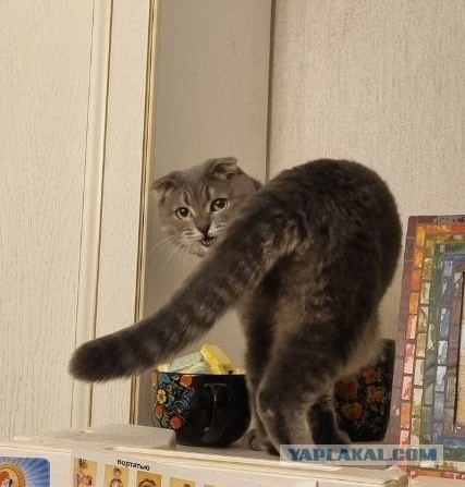 Шарик и Кошарик