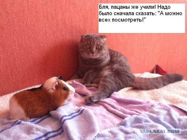 "Мой кот впервые увидел морскую свинку"