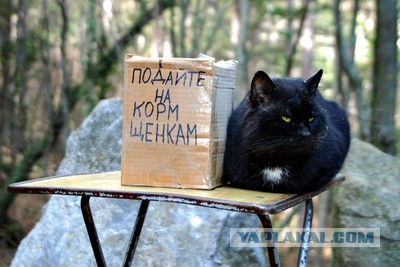 Пох, и так сойдет!