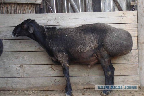 Вот это корма у дамочки!