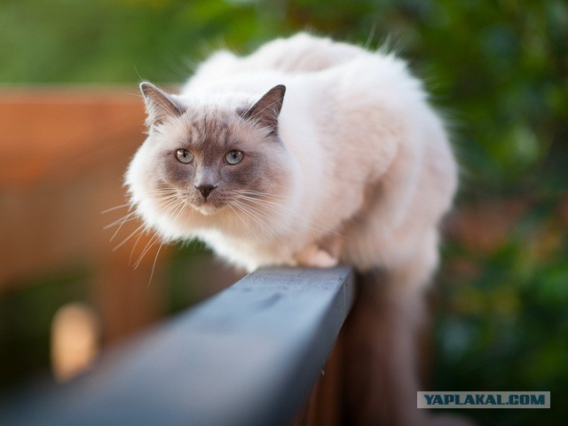 28 "котопирожков"