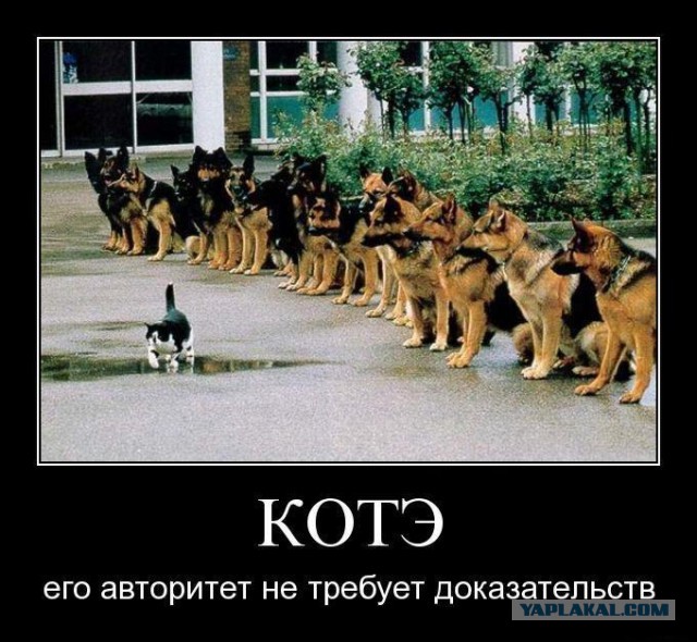 Пёс остался без обеда