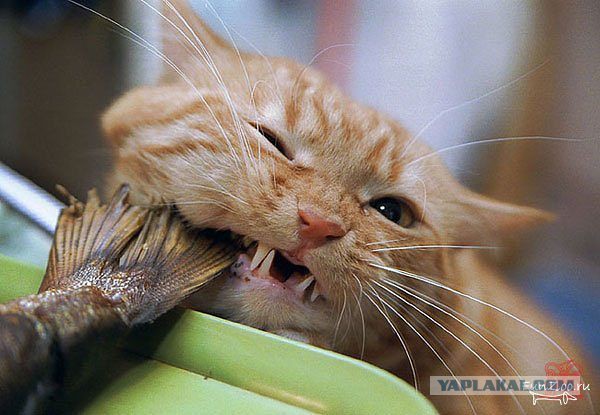 Котэ, которых застали врасплох