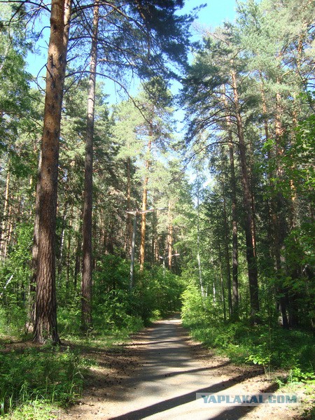 Самые красивые деревья в мире