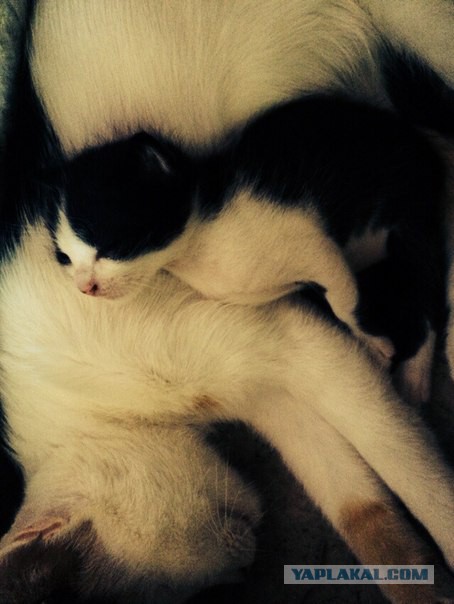 Котовторник 07 04 2015