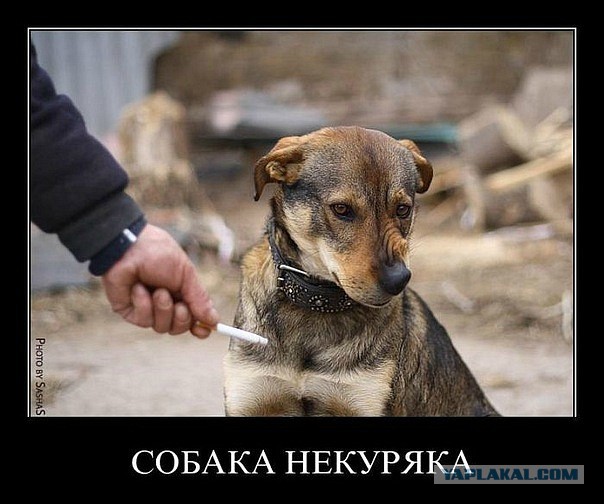 А что, собакочетверг отменили?
