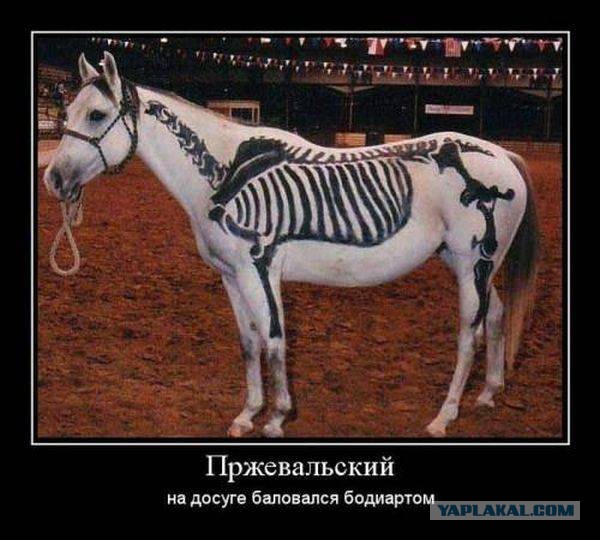 Весёлости в картинках