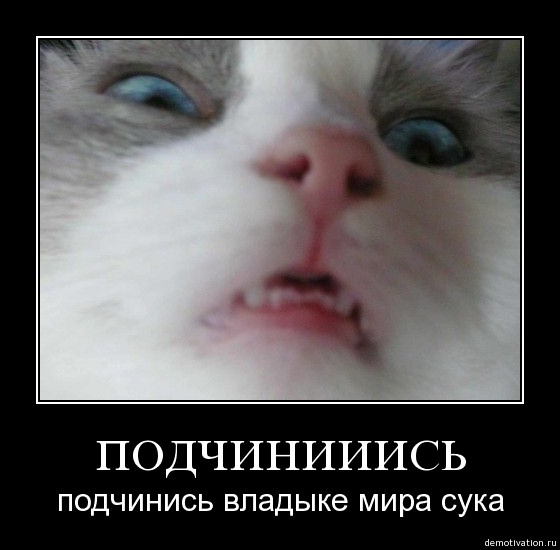 Известные котомемы.