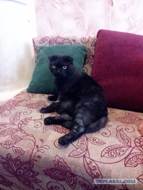 Котовторник  21.07.2015
