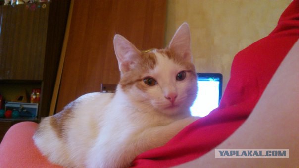 Котовторник 15-09-2015 !