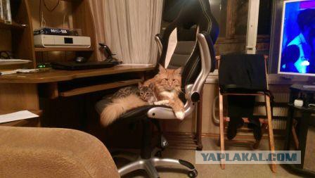 Котовторник 06.10.2015