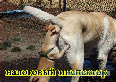 Подборка смешных и забавных фото