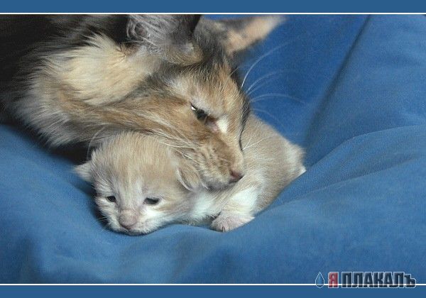 Коты, кошки, котята