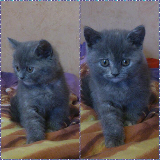 Котовторник  01.03.2016