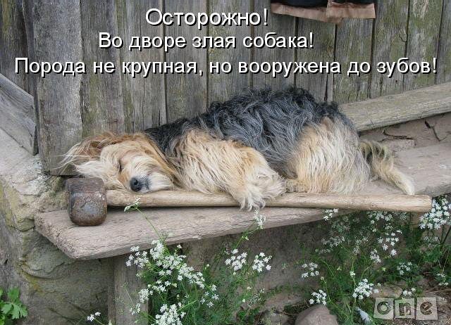 Прикольные фотомемы и демотиваторы