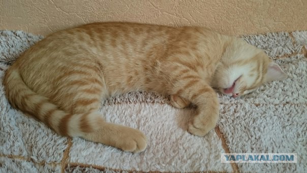 Кото-вторник 24 Мая 2016го :)