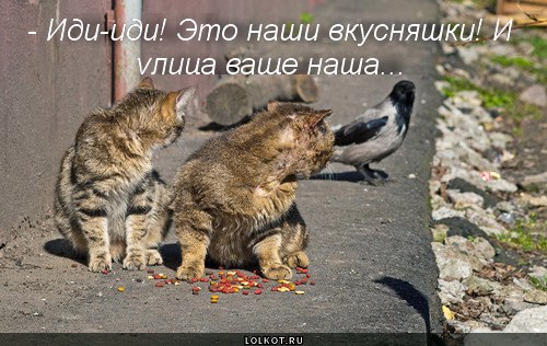 Прикольные животные