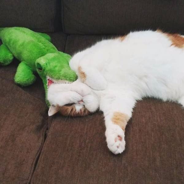 Коты из сети
