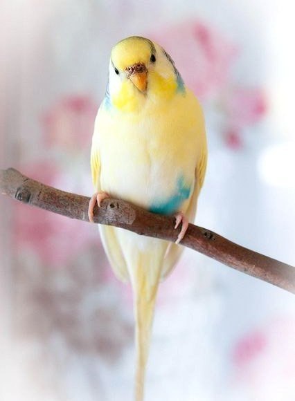 Самые смешные животные
