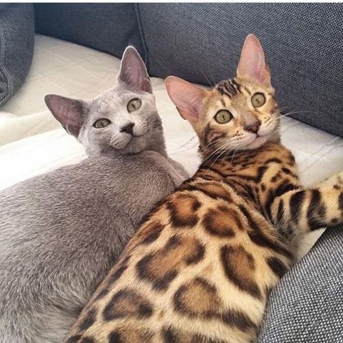 Коты из сети