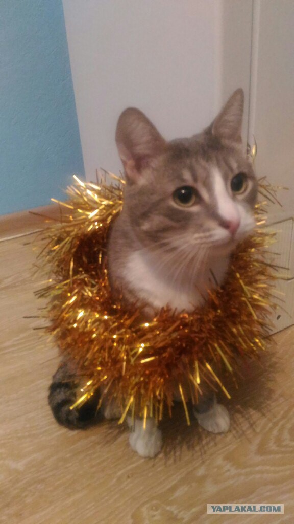 Котовторник 24.01.2017