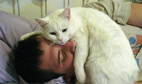 Коты и Кошки