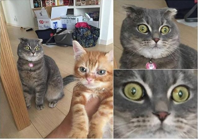 Коты и Кошки