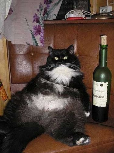 Коты и Кошки