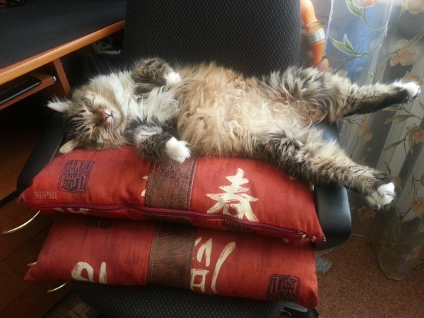 Коты и Кошки