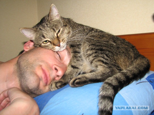Как спят наши странные коты