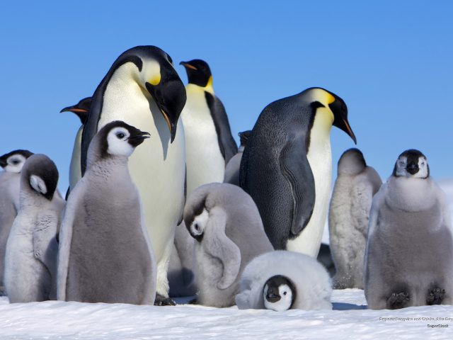 Вот как выглядят варенные пингвиньи яйца