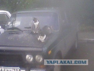 Не оставляй машину на кошкином месте