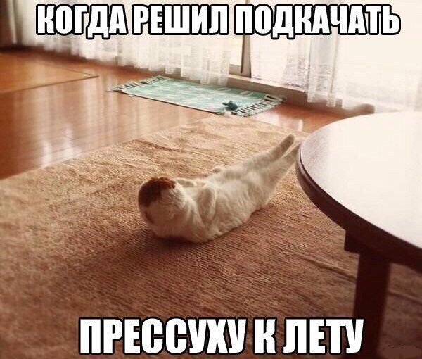 Фотобомбы котов