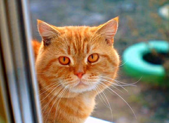 Котовторник 24.04.2018