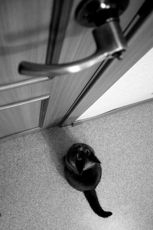 Котомет на вторник 03.02.08