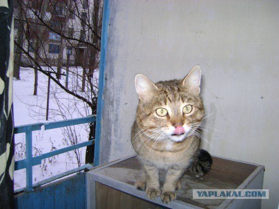 Просто Котовторник