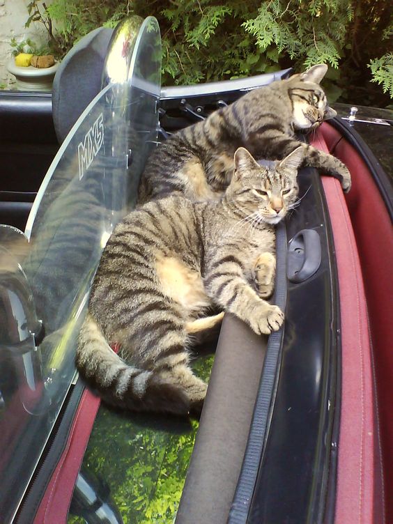 Прикольных котов пост