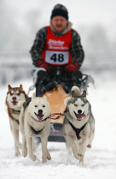 Собачьи гонки в Хассельфельде