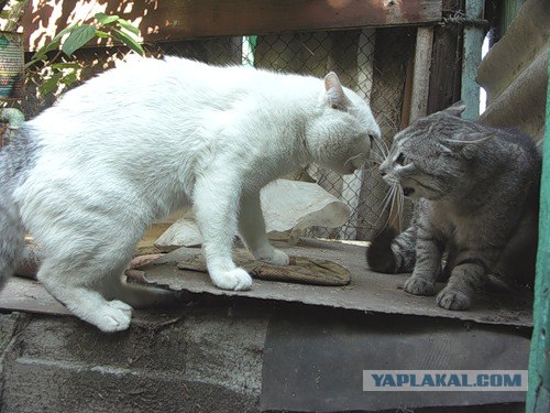 И снова во вторник - котовторник