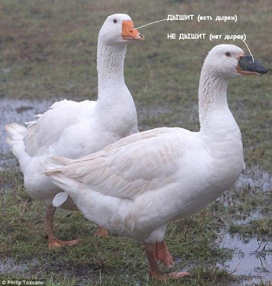 Стекловолоконный клюв
