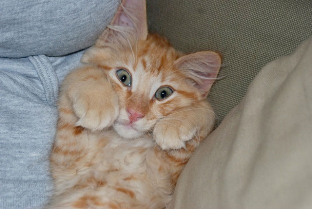 Котейкин вторник! Космический 12.04!