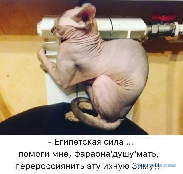 Прикольных котов пост