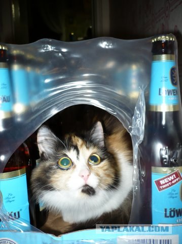 Котовторник (15.05.2012)