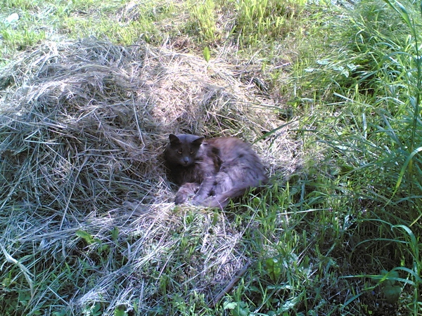 Котовторник   5.06.2012