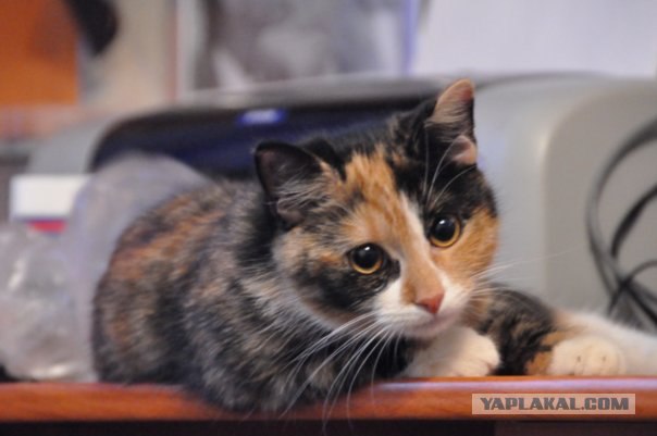 Котовторник  19.06.2012