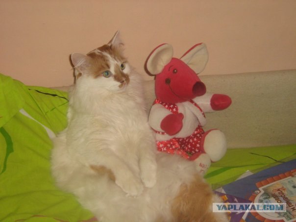 Котовторник 03 07 2012