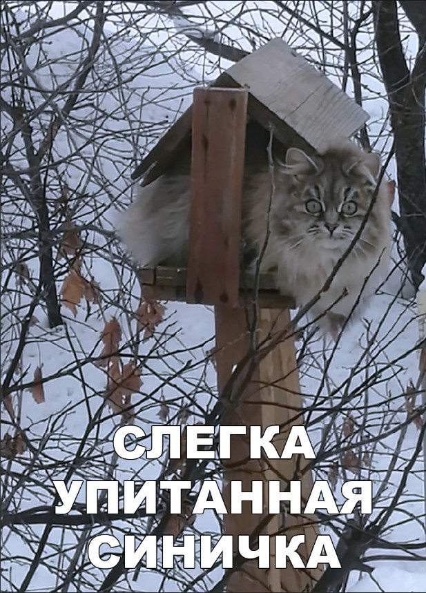 Забавные фото котеек
